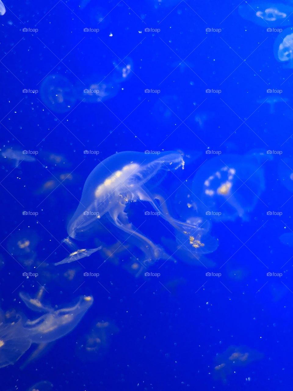 Jellyfish