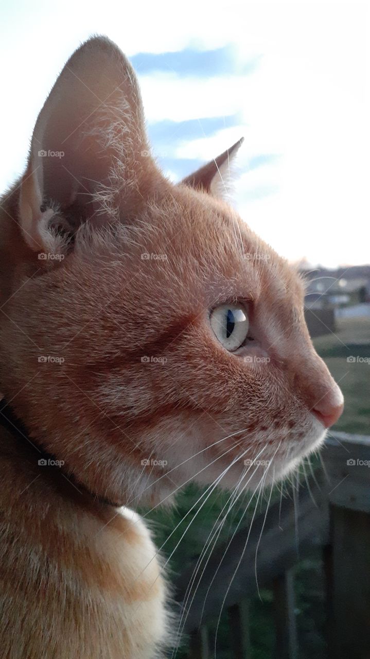 Orange Tabby View