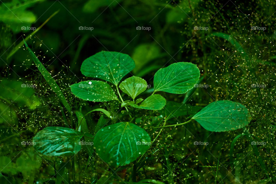 Leaf  green  - backyard garden