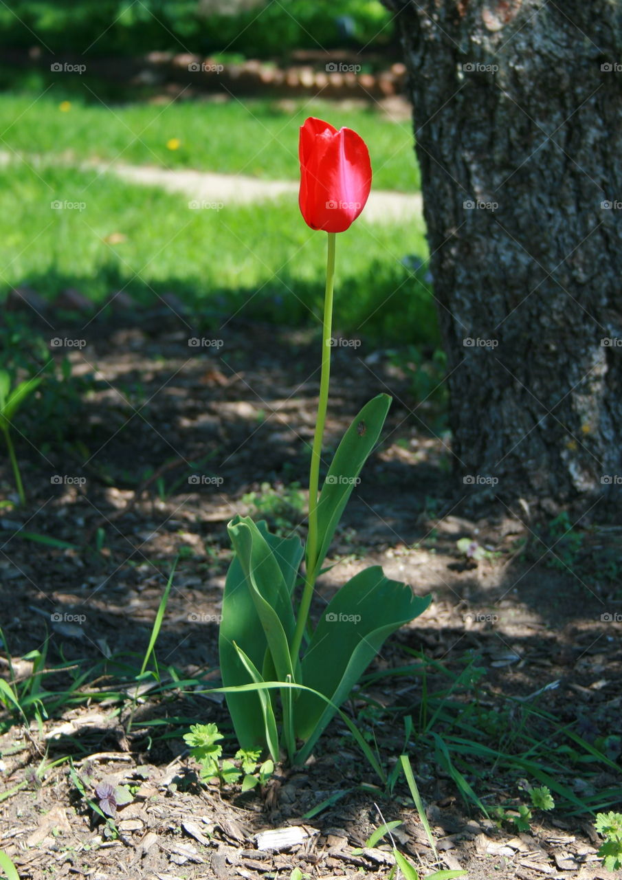 A Single Tulip