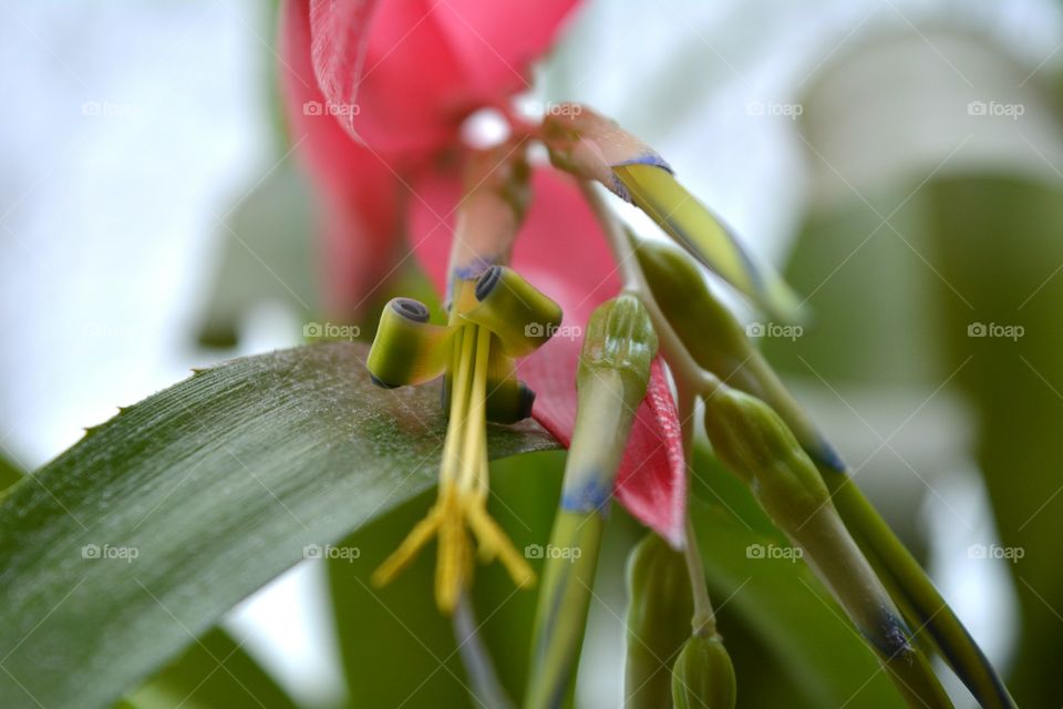 red flower bromeliad house plants blooming