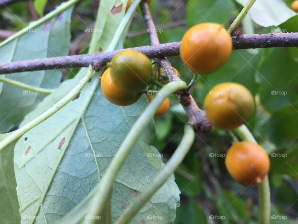 Close-up of berry fruit