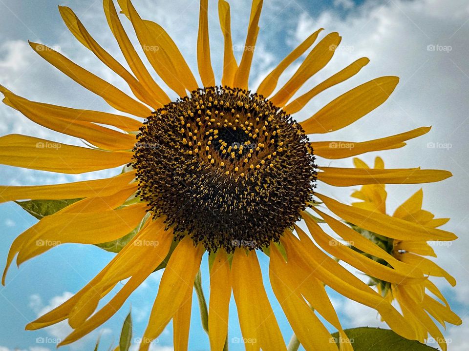 Sunflower 