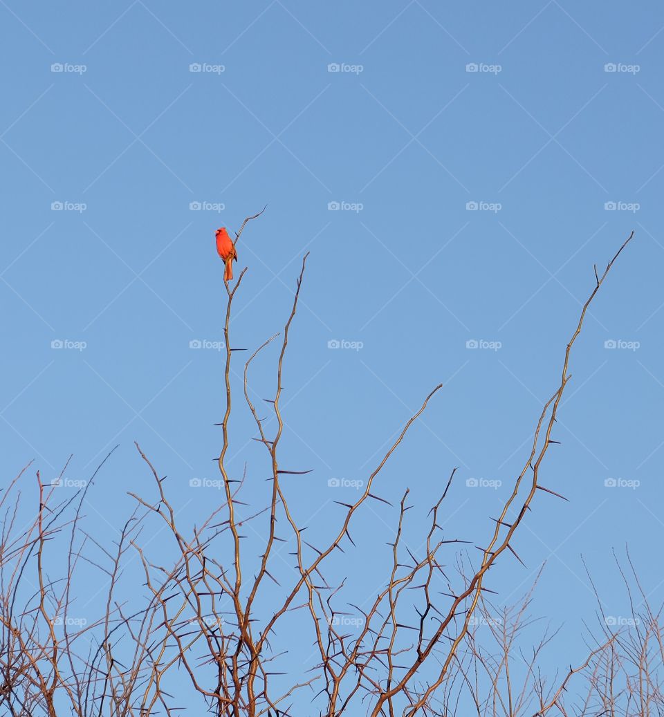 Spring Cardinal