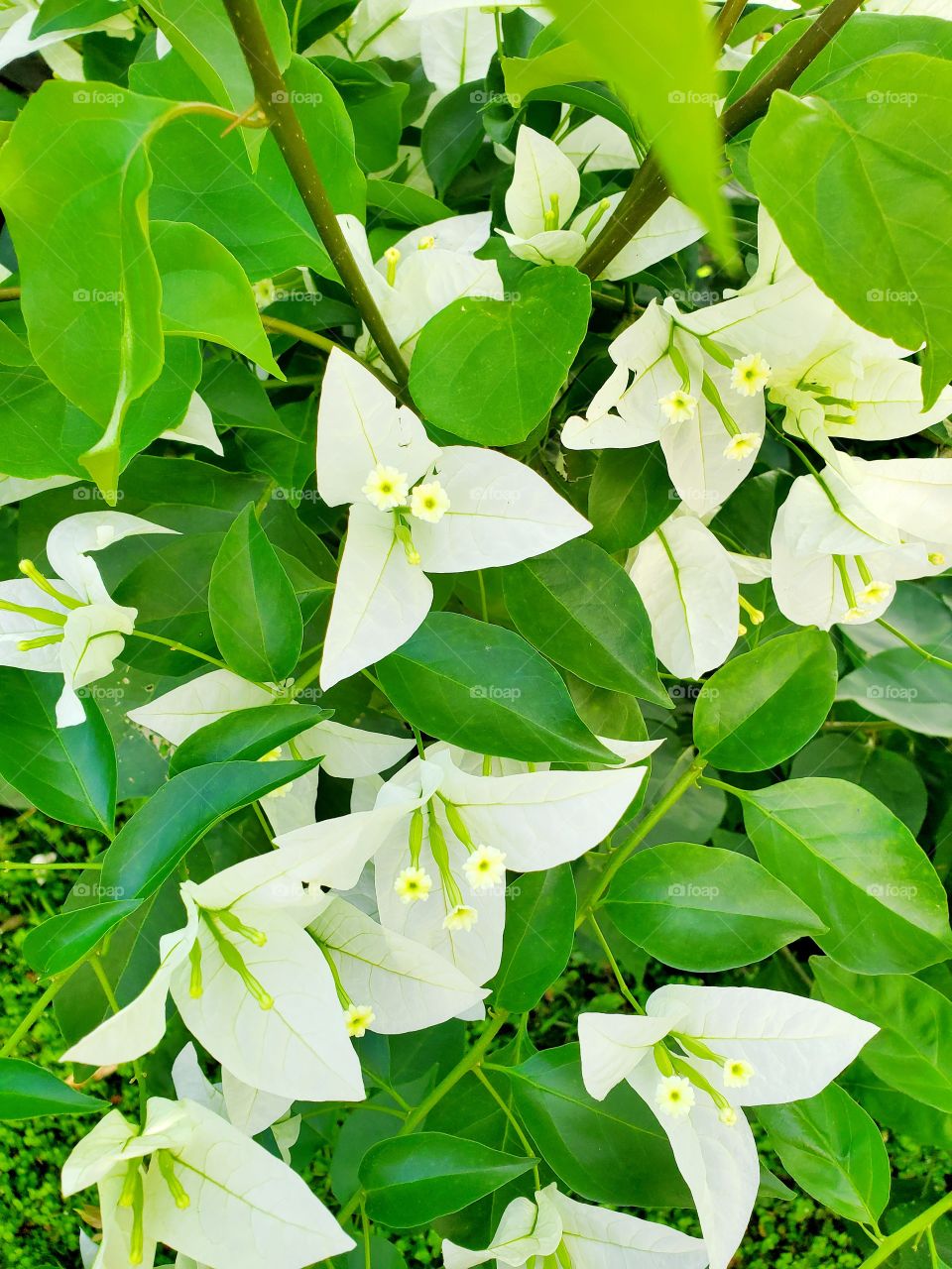 exotic white trinitaria