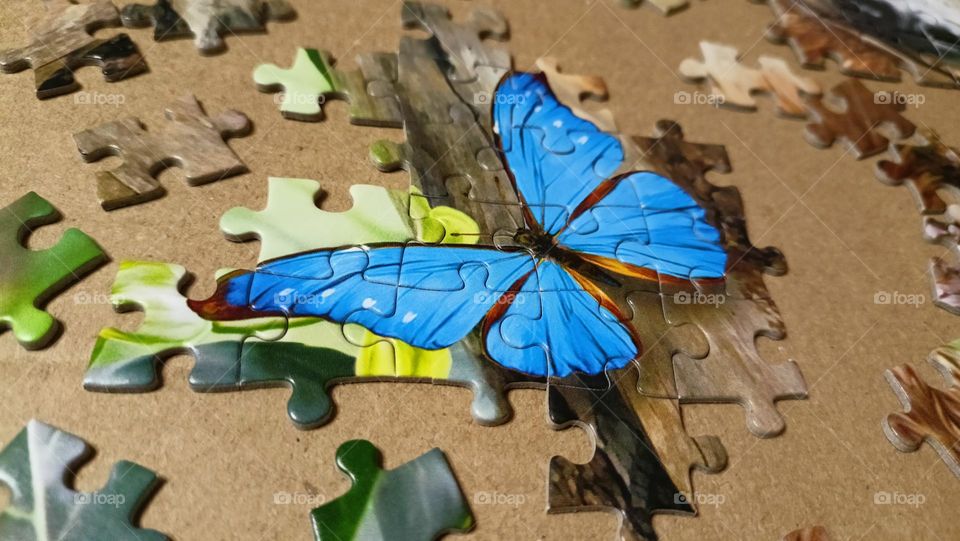 we collect a puzzle, butterfly, puzzle pieces, picture, blue color, wings, unfinished picture
