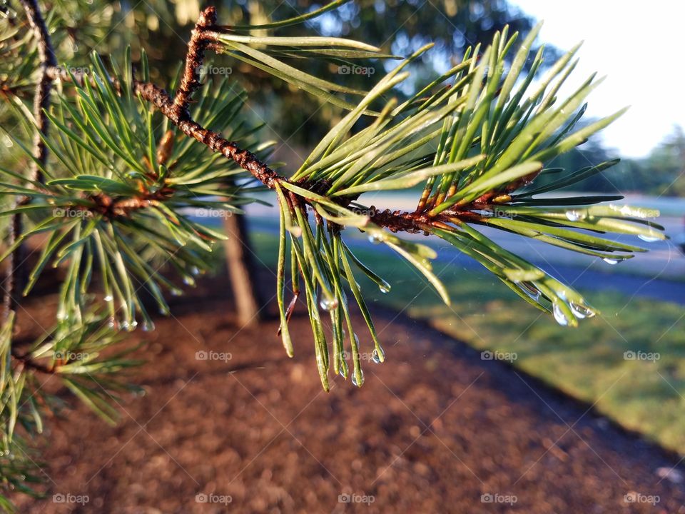 Pine tree needles