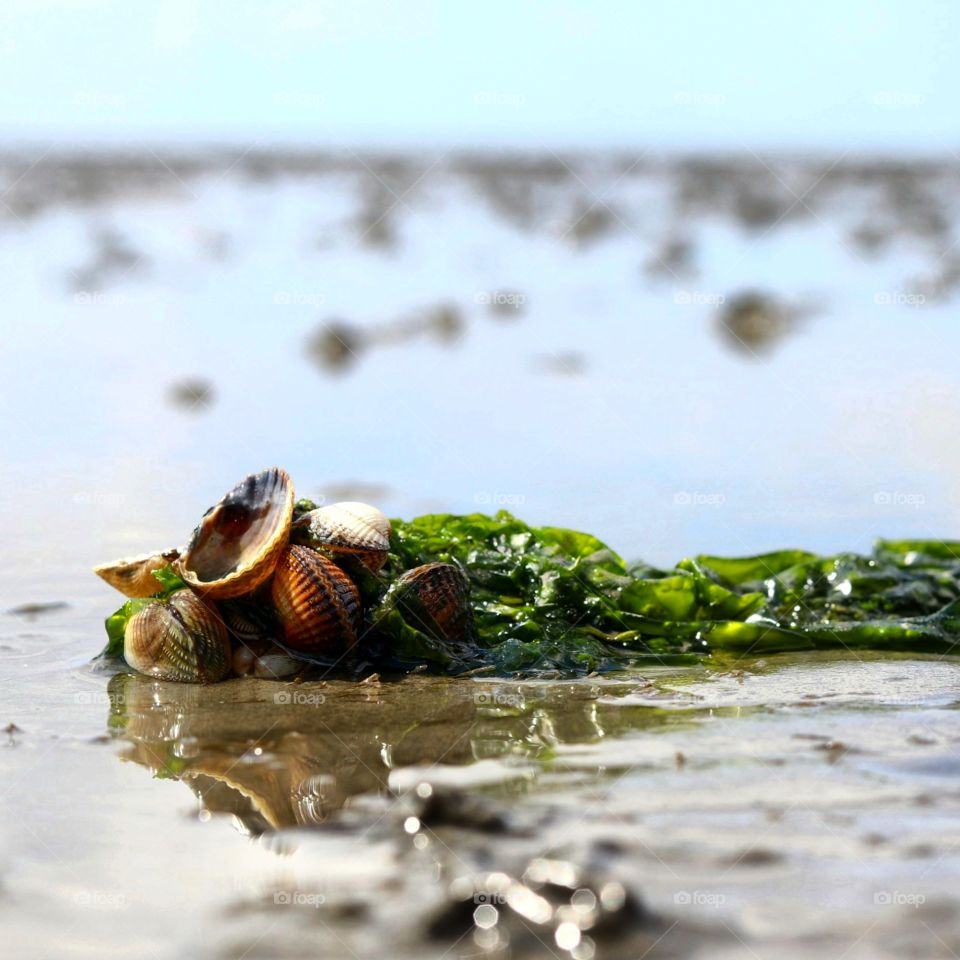 shell and algae in mud flat
