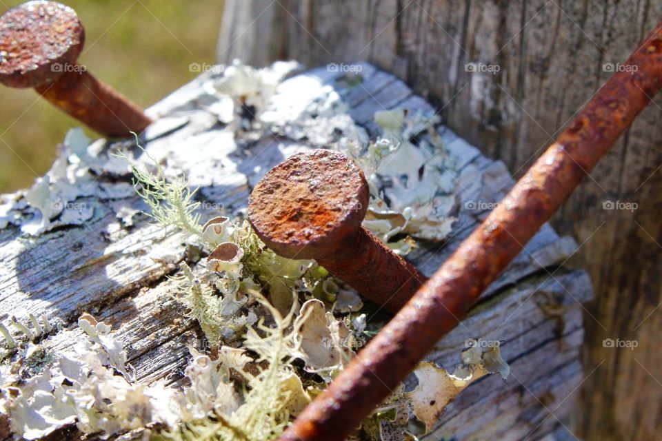 Rusty nail and lichen