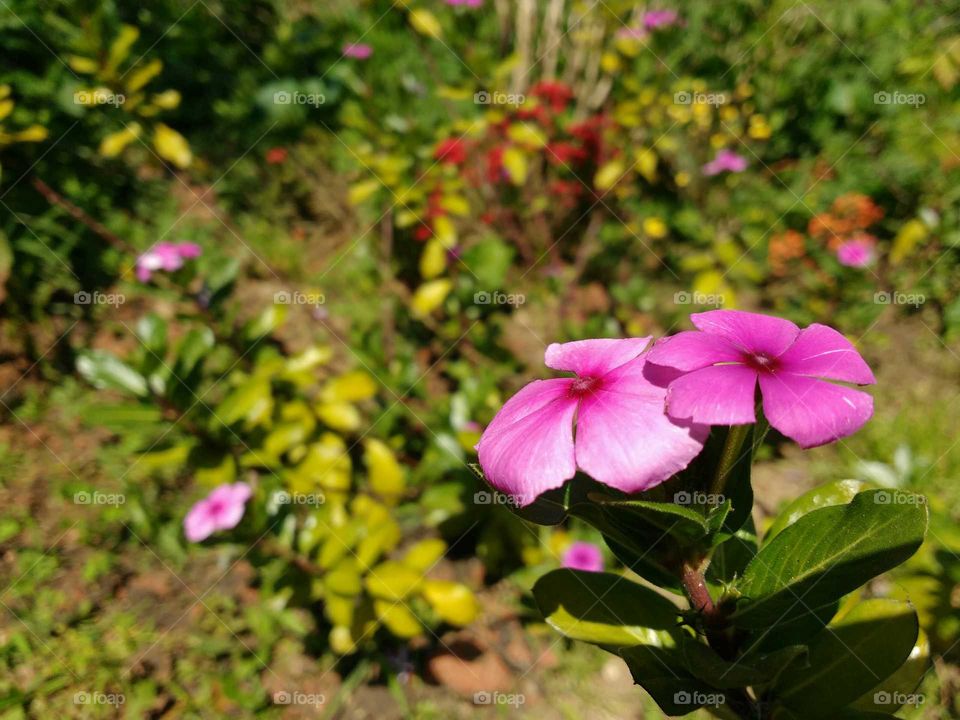 Catharanthus roseus - Apocynaceae