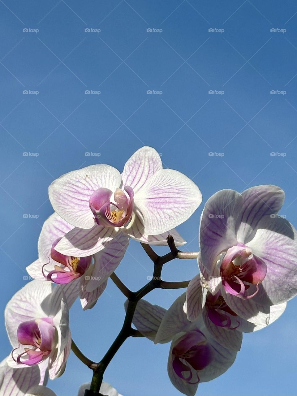 The white and pink orchids under the blue sky