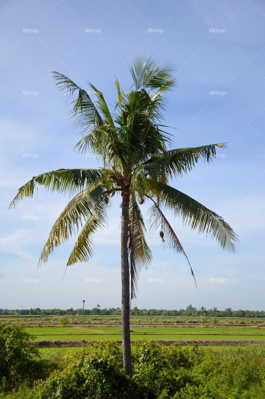 Coconut tree in nature garden