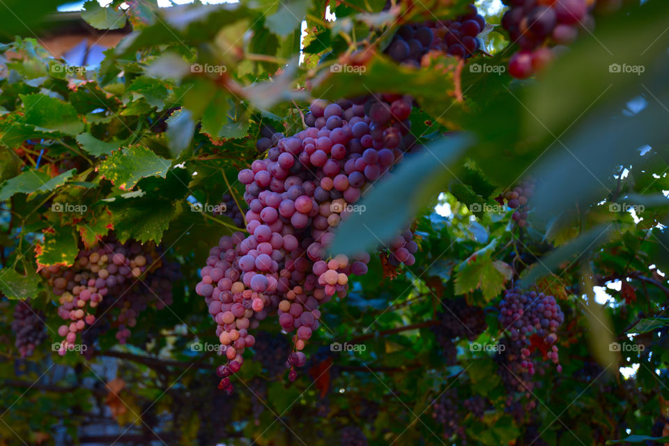 a bunch of grapes. the cottage garden