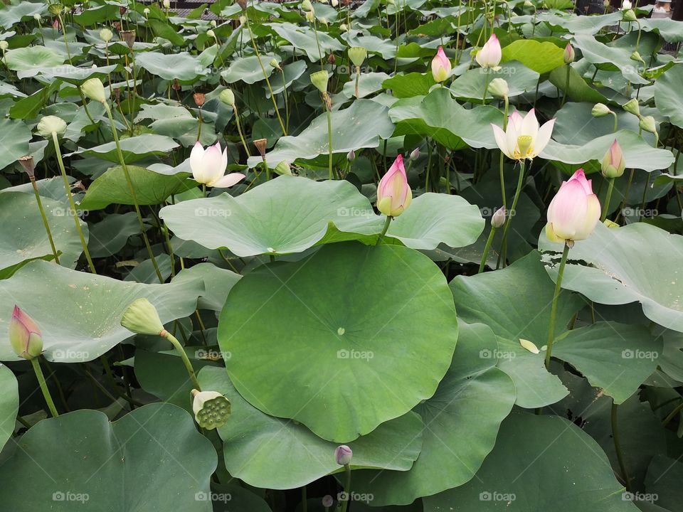 It's summer time to see the lotus