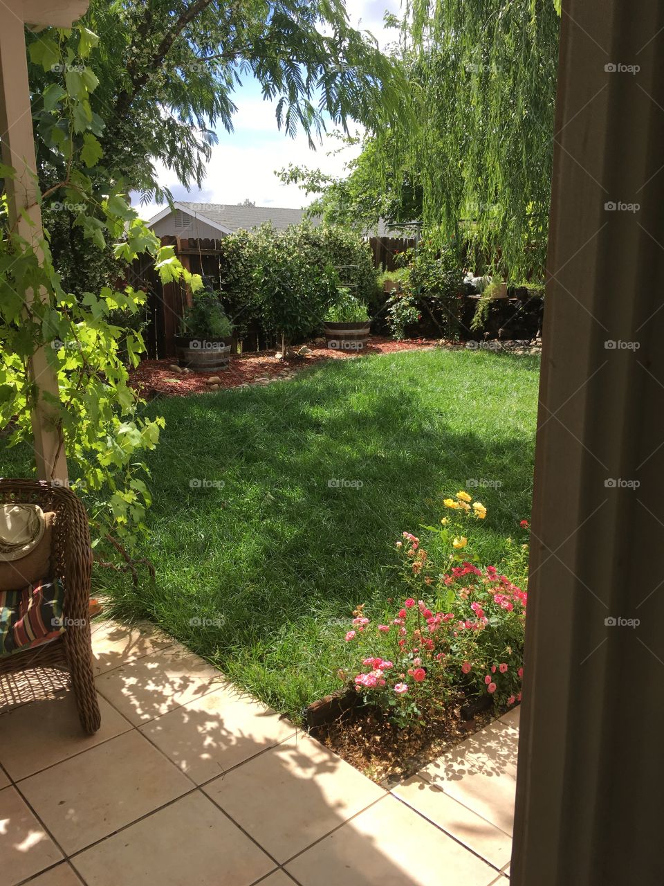 My parent’s backyard. 