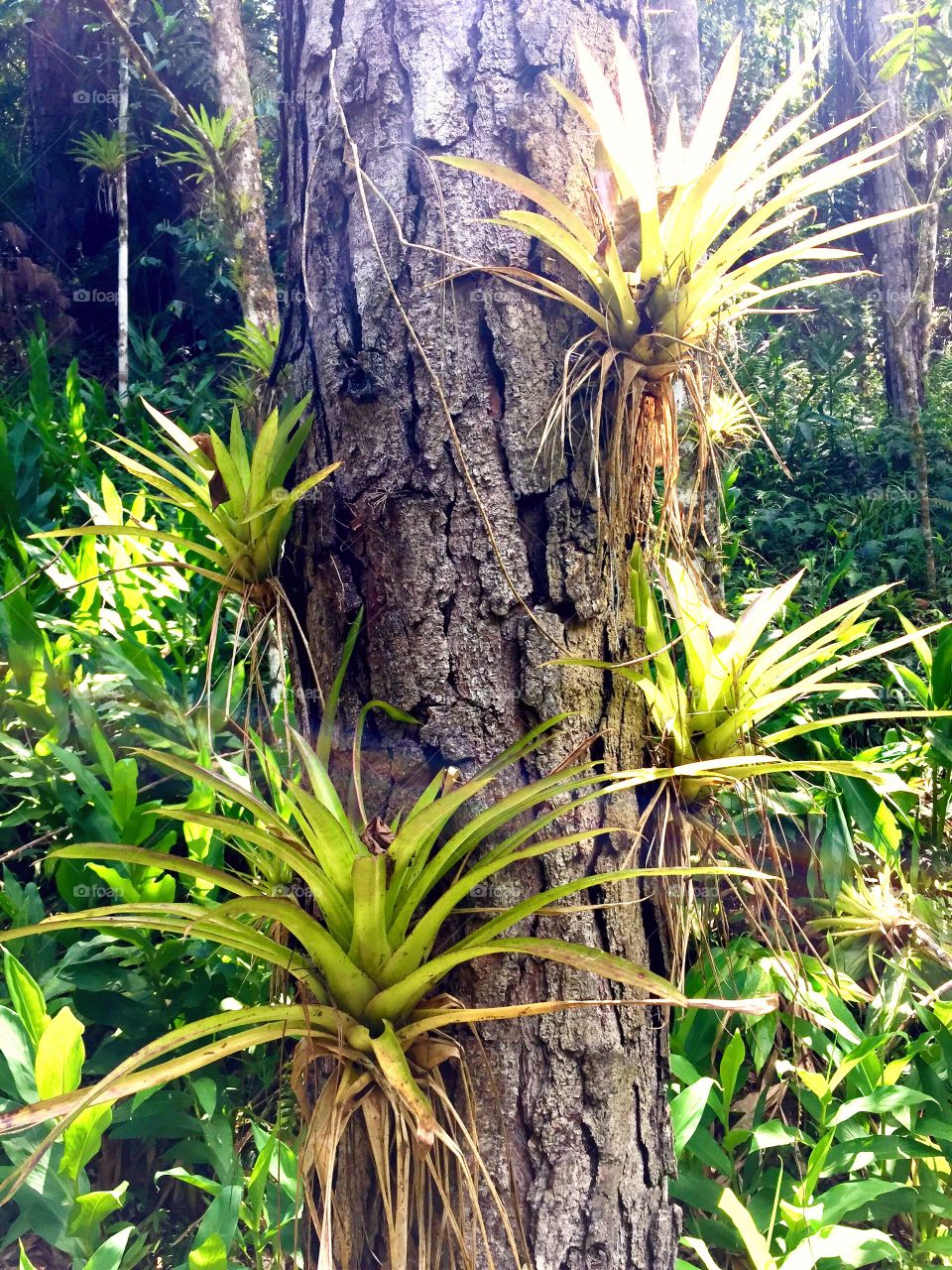 Air plants growing on tropical tree.