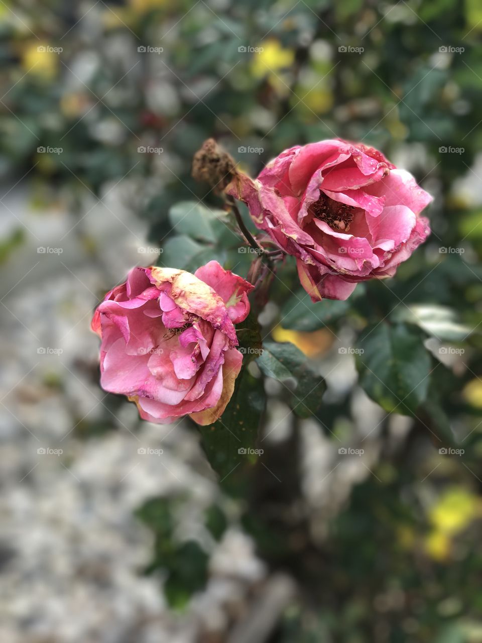 Winter Roses dying
