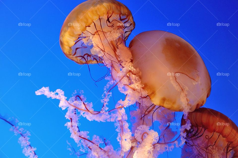 Jellyfish