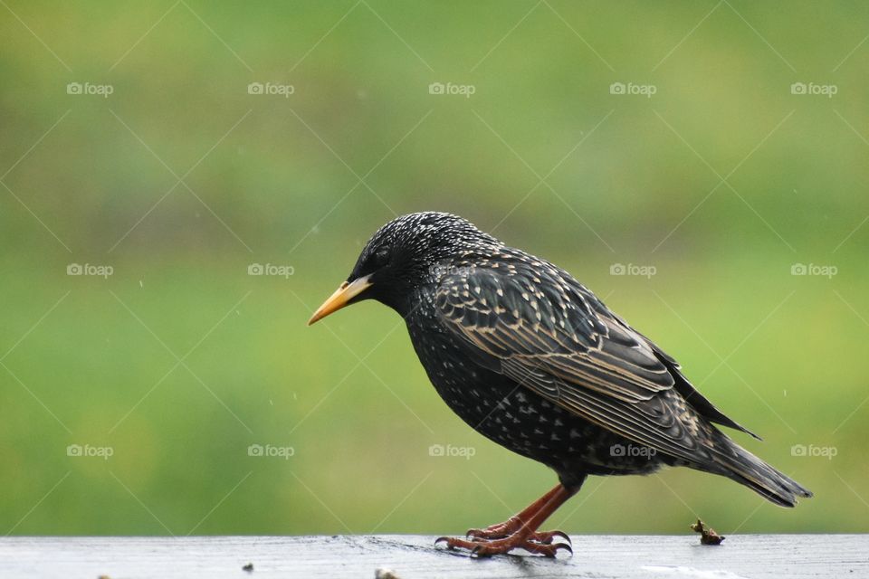Sturnus vulgaris - European starling - perched on wooden porch on rainy day 