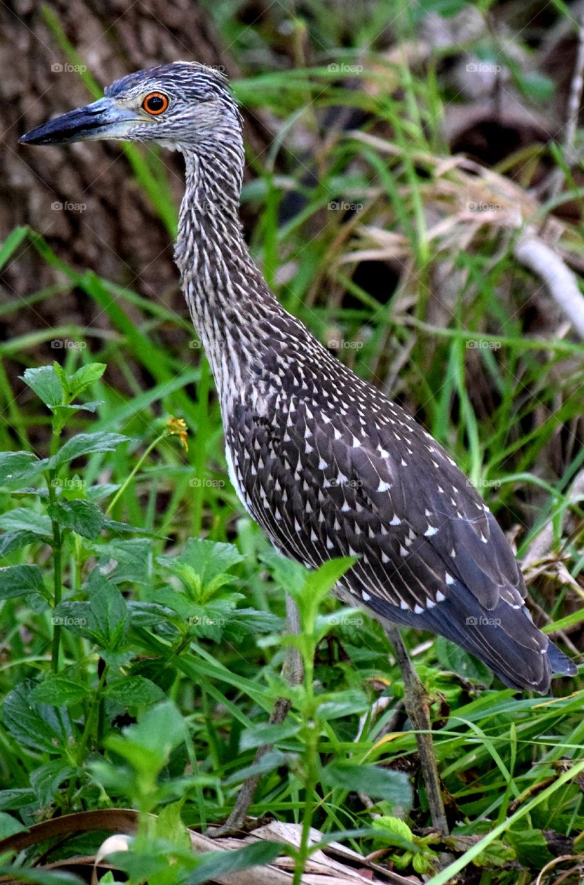 Juvenile Yellow Crowned night Heron in the brush