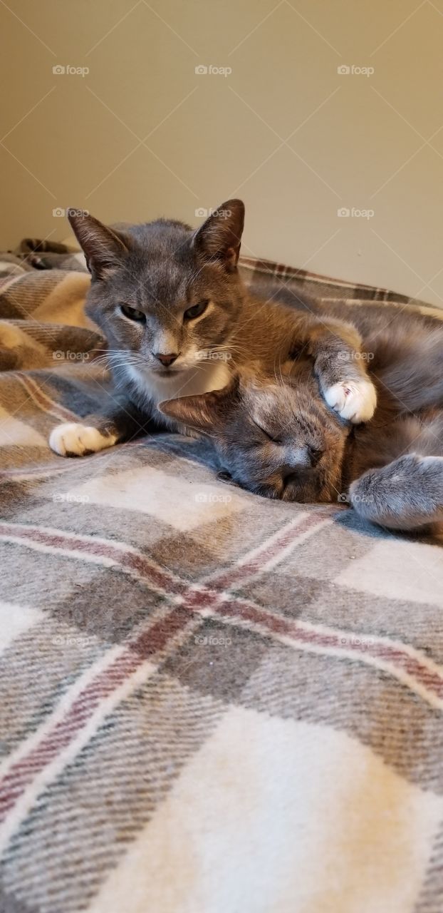 cats hugging while sleeping