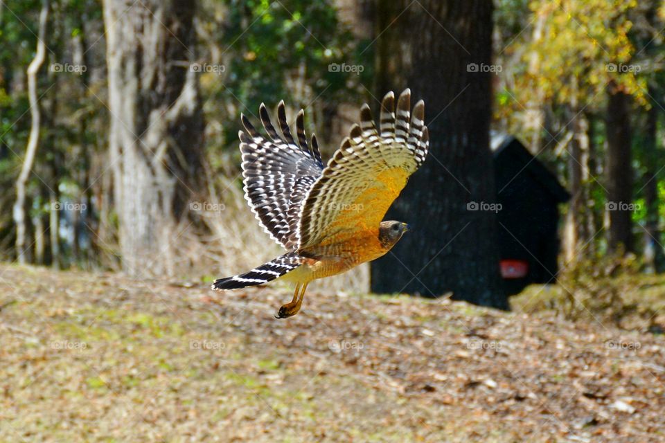 Red tail hawk