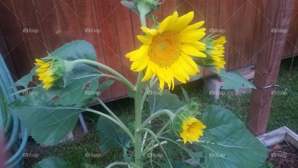 my unExpected SUNFLOWERS. this year in my garden