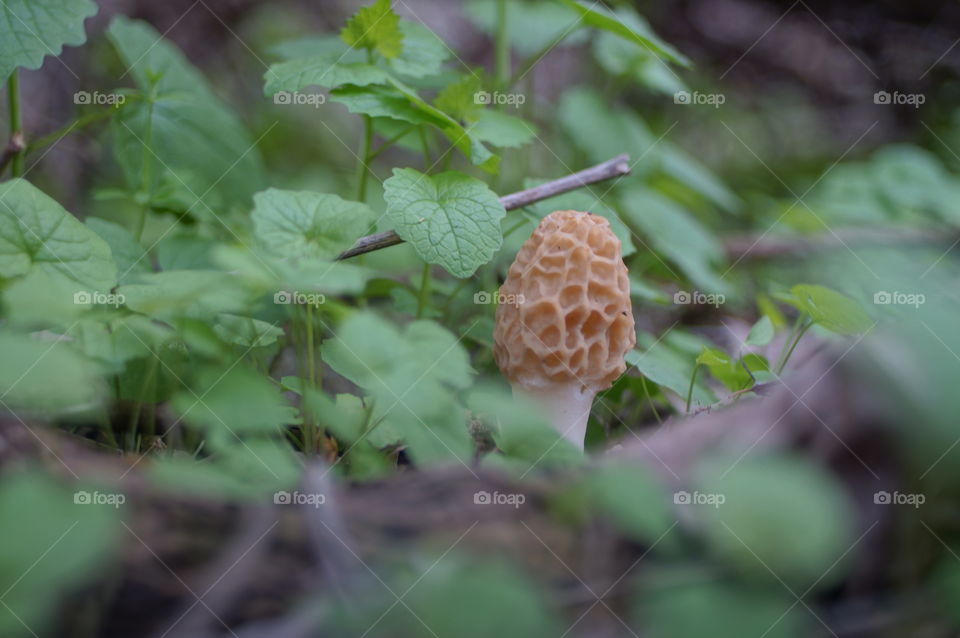 Mushroom. A wild morel mushroom