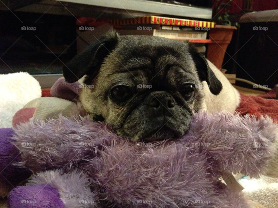 Purple Bearded Pug