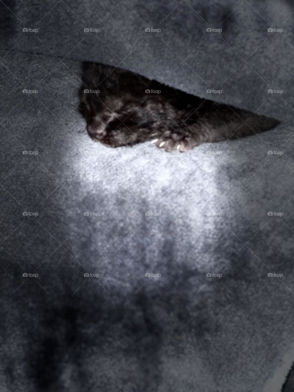 Infant kitten rescued and sleeping like an angel. What more can a baby need besides food nurturing and love 