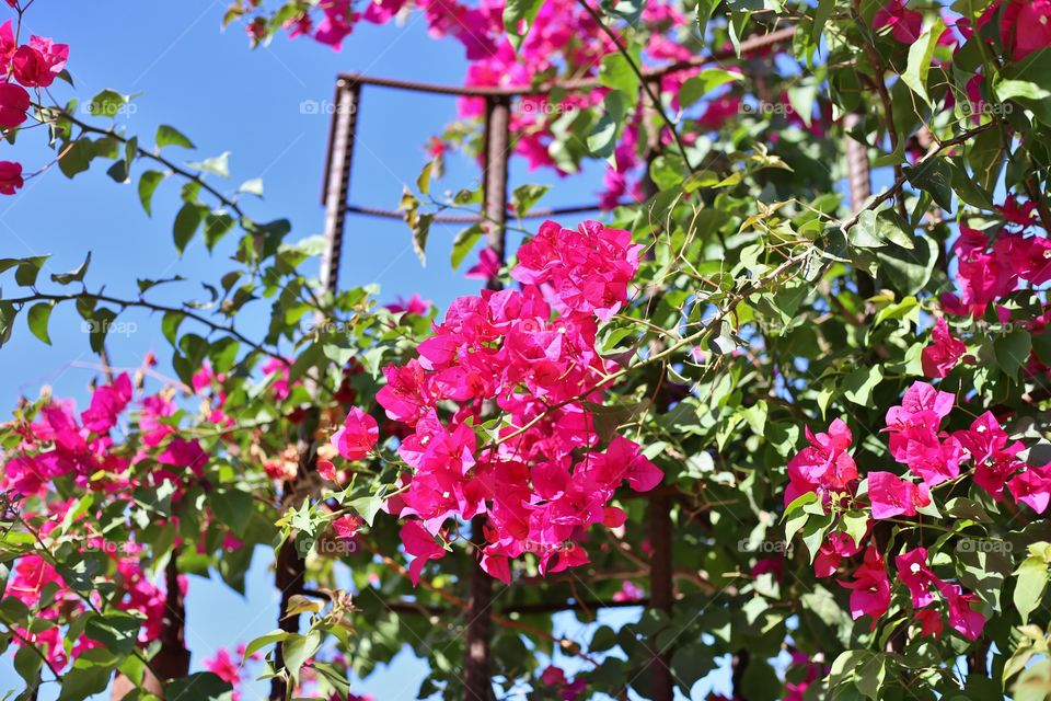 blue sky flowers