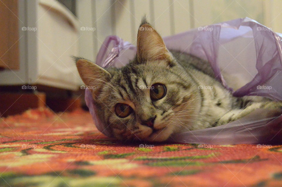 The Cat in the bag