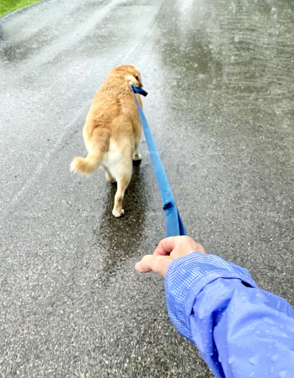A yellow lab going for a walk in the rain