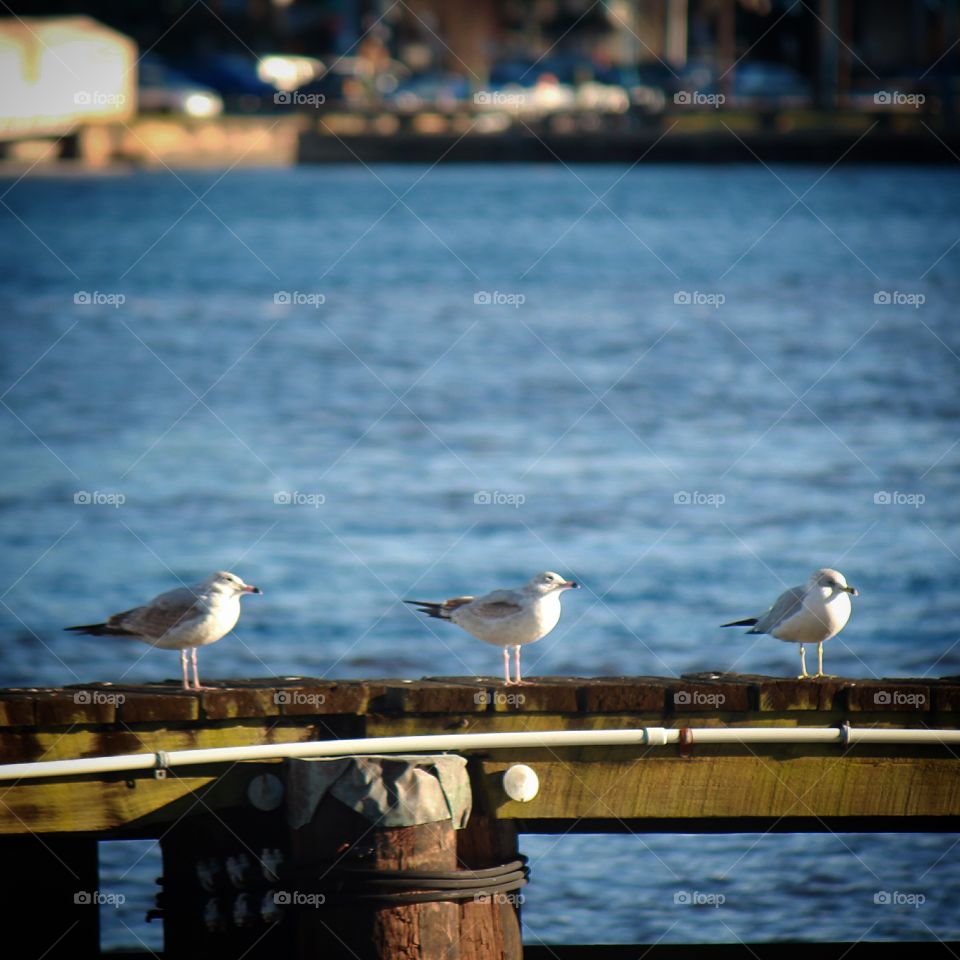 Water, Bird, Sea, Seagulls, Lake