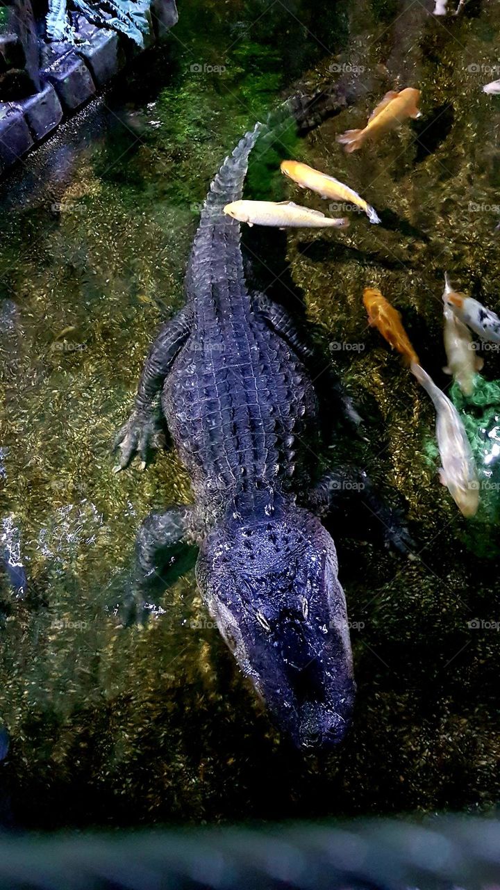 crocodile and fish