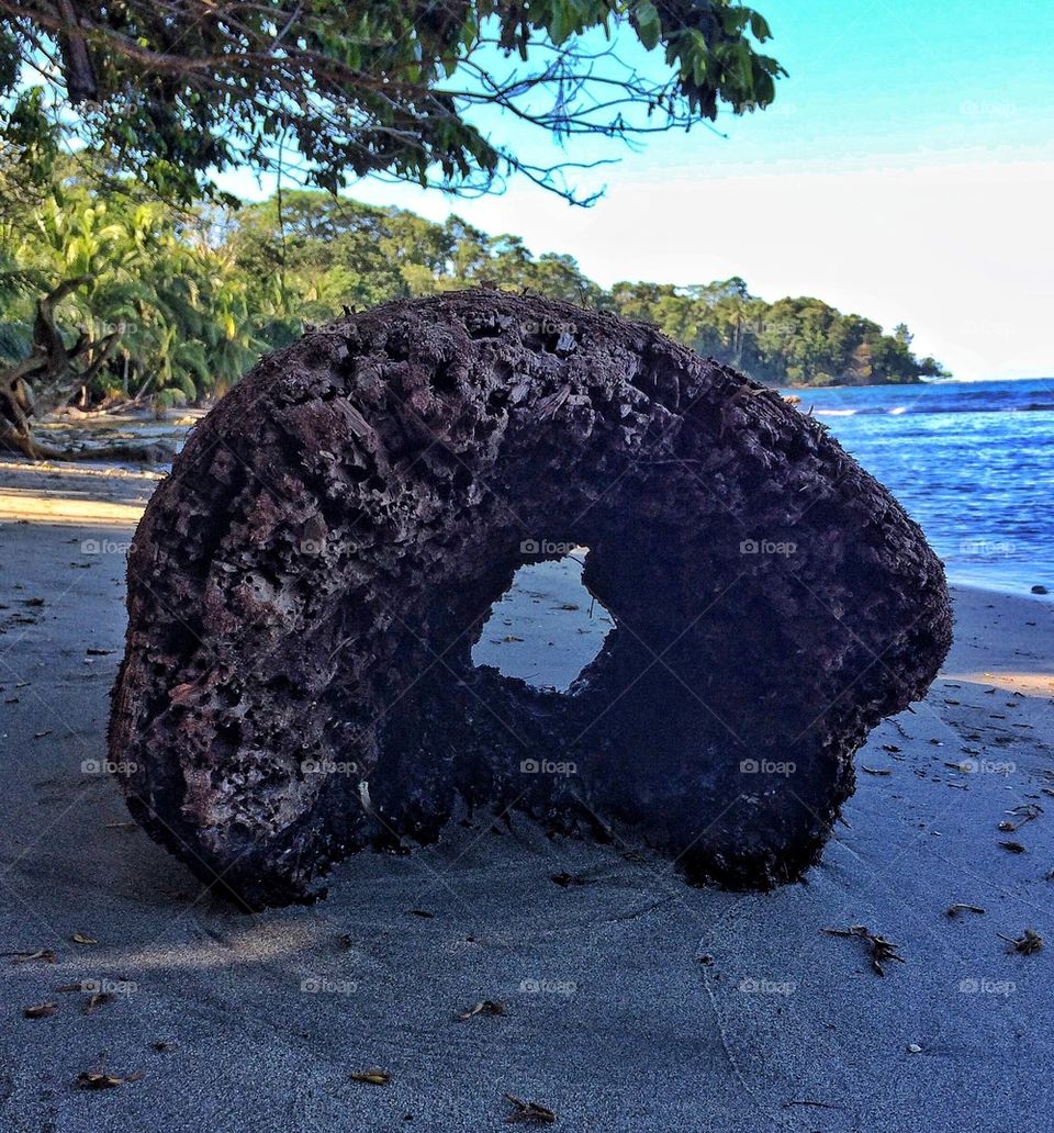 Drift Wood on the beach