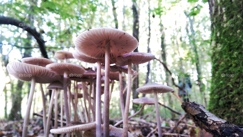 Mushroom umbrellas. Sunday walk in the park