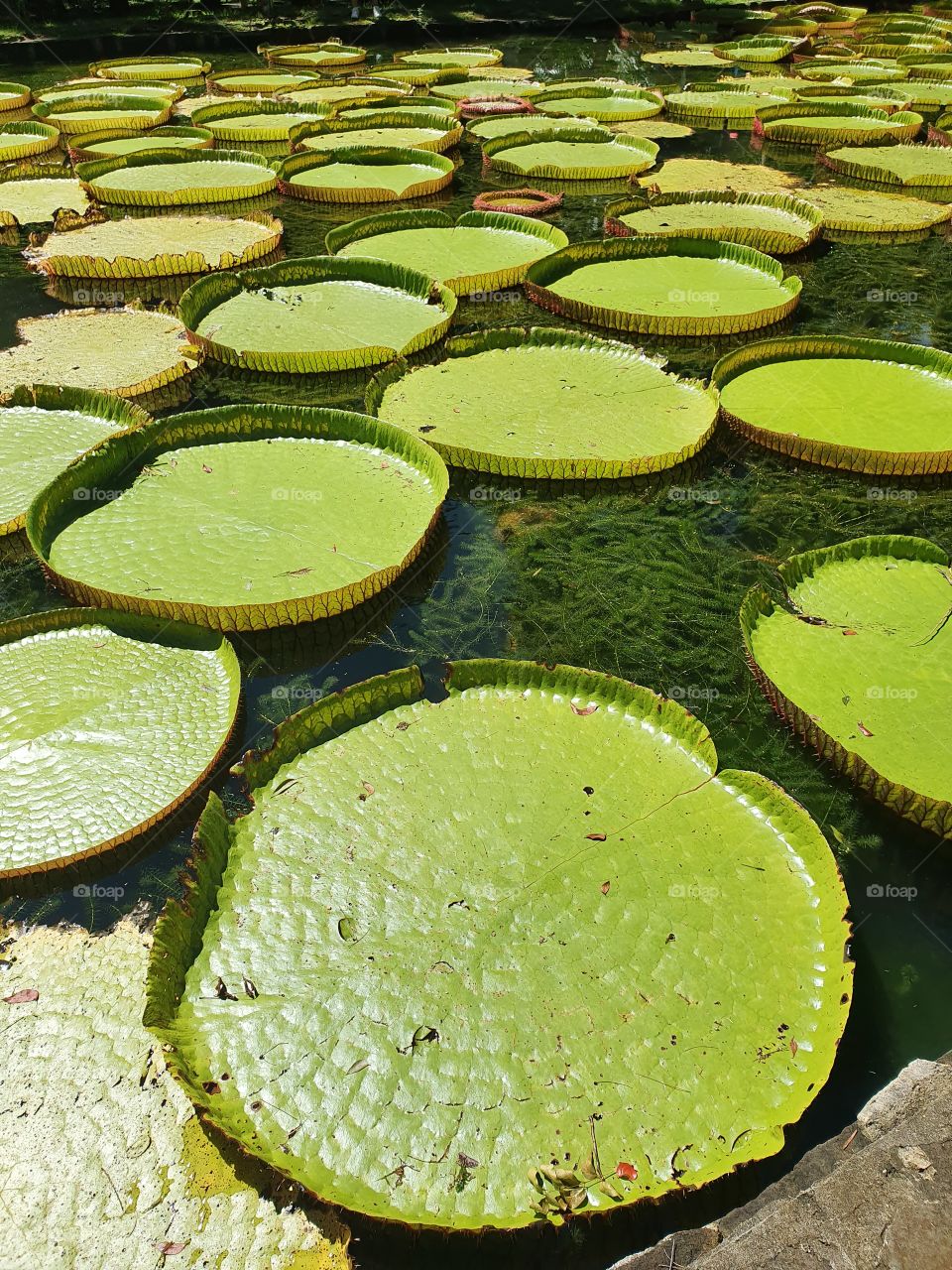 lotus leaves