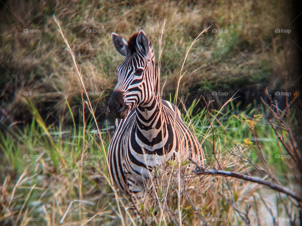 Wild zebra, standing in line with the viewer with the head slightly to one side. The head is framed by a few blades of tall grass.