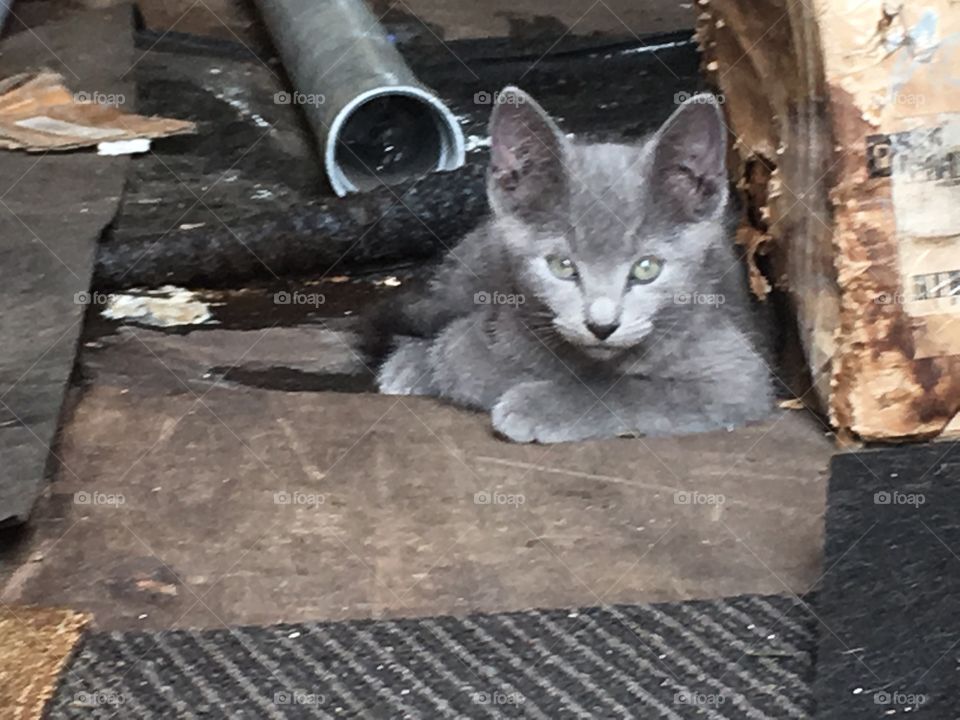 Beautiful regal stray kitten in construction yard