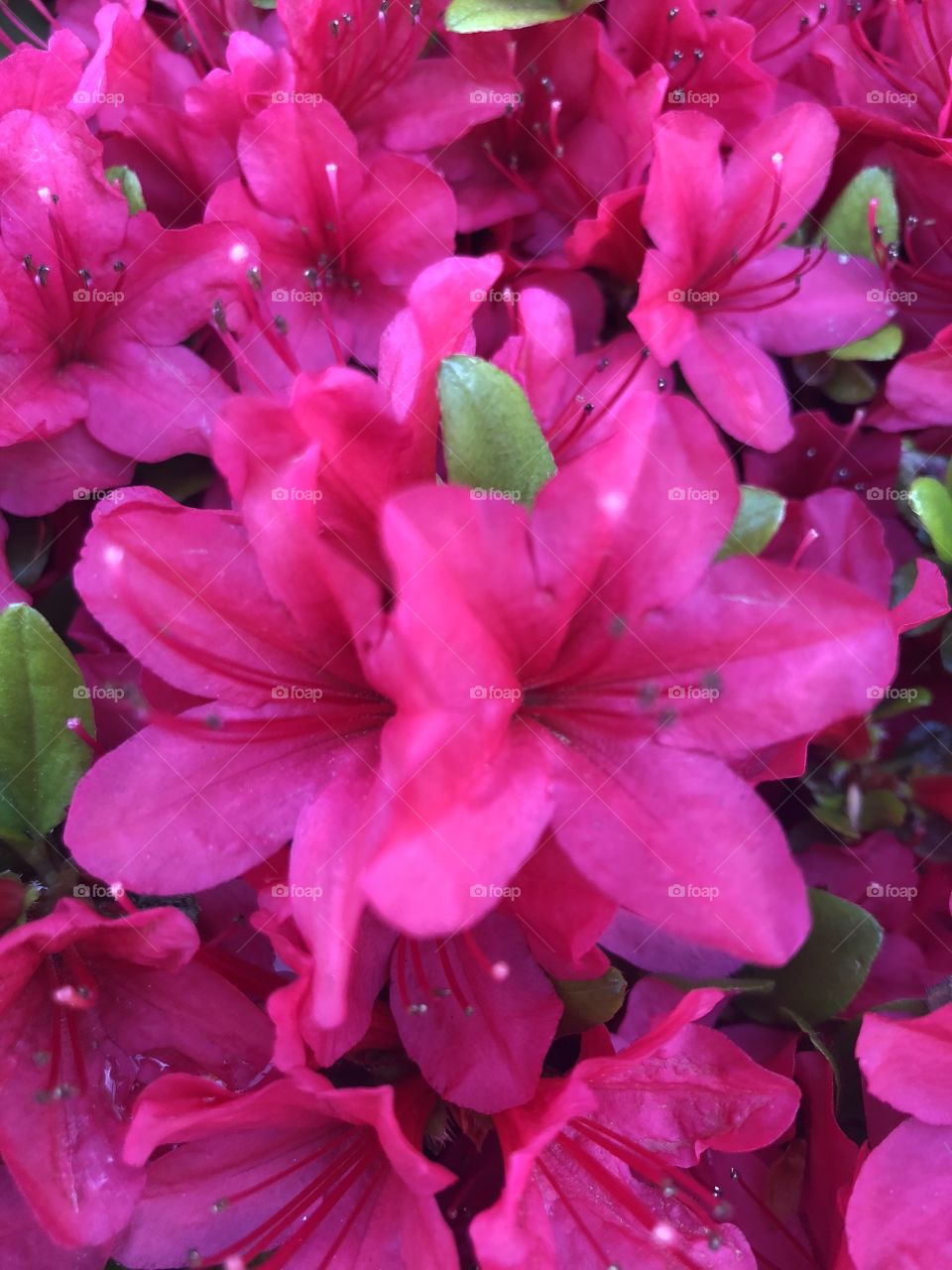 Five Point Pink Flower Blooms. Signs of Spring. Nature’s Beauty. Bush/Shrub Awakening.
