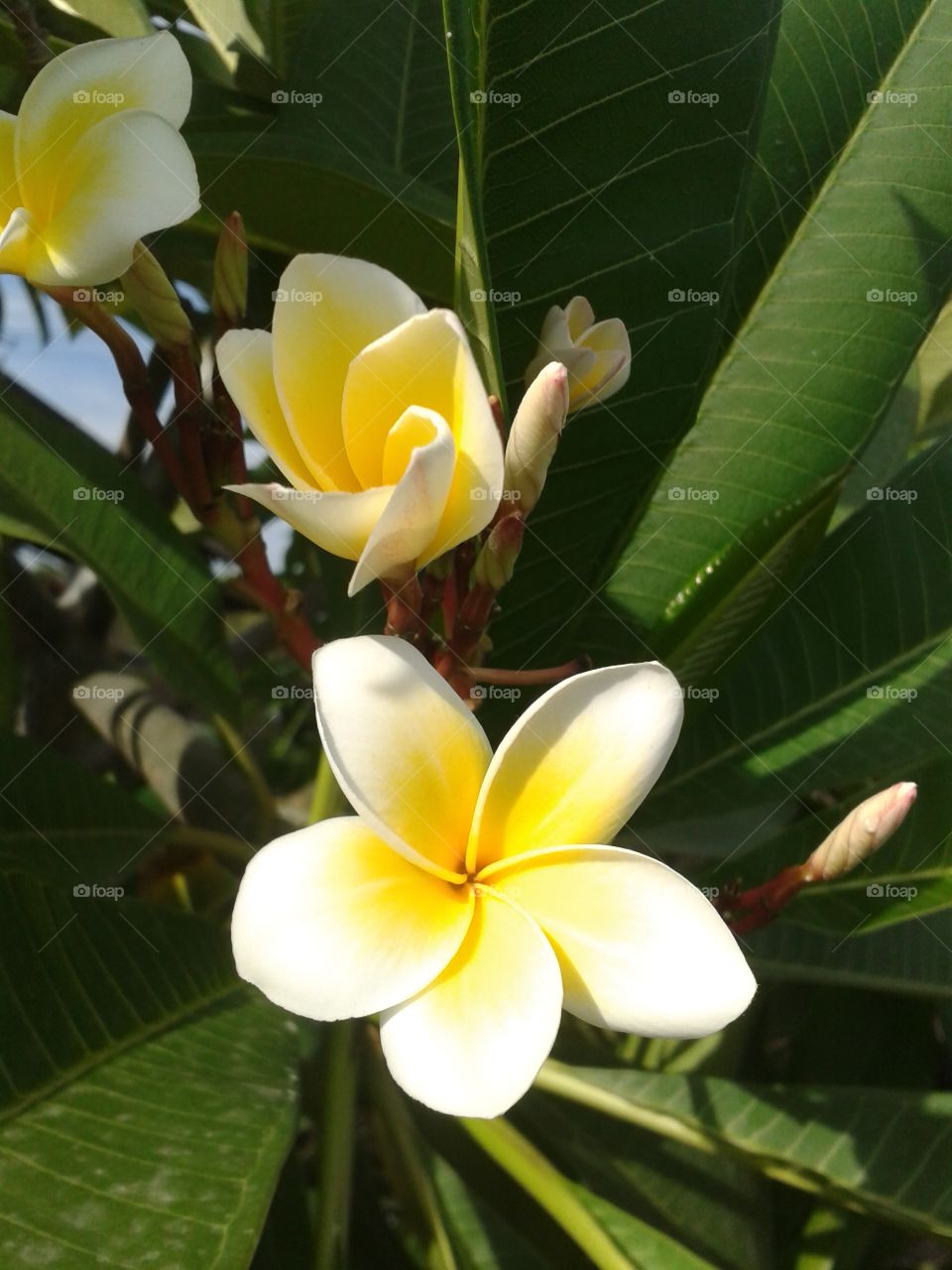 plumeria flower. plumeria flower in garden