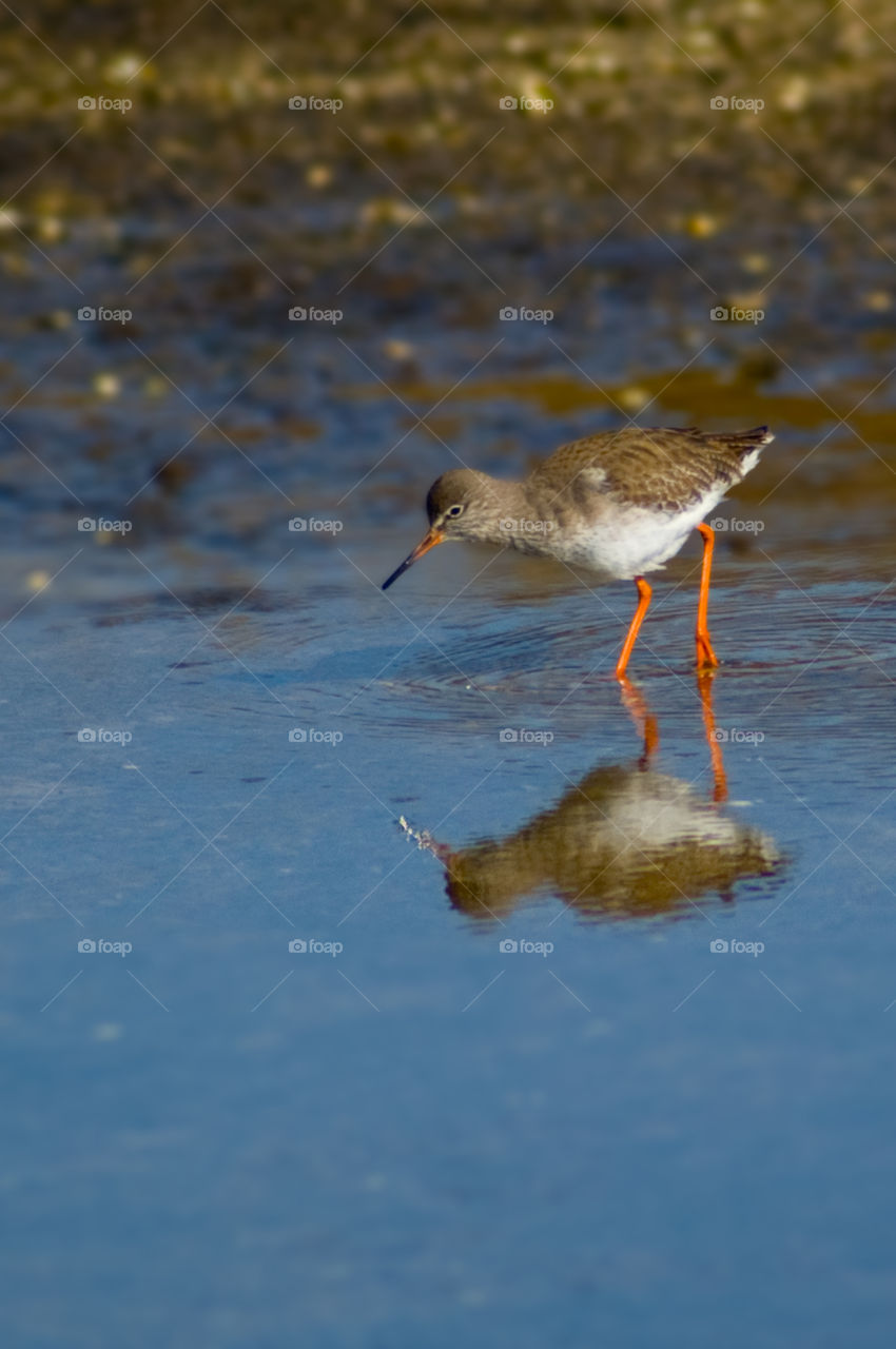 Redshank (Tringa totanus)