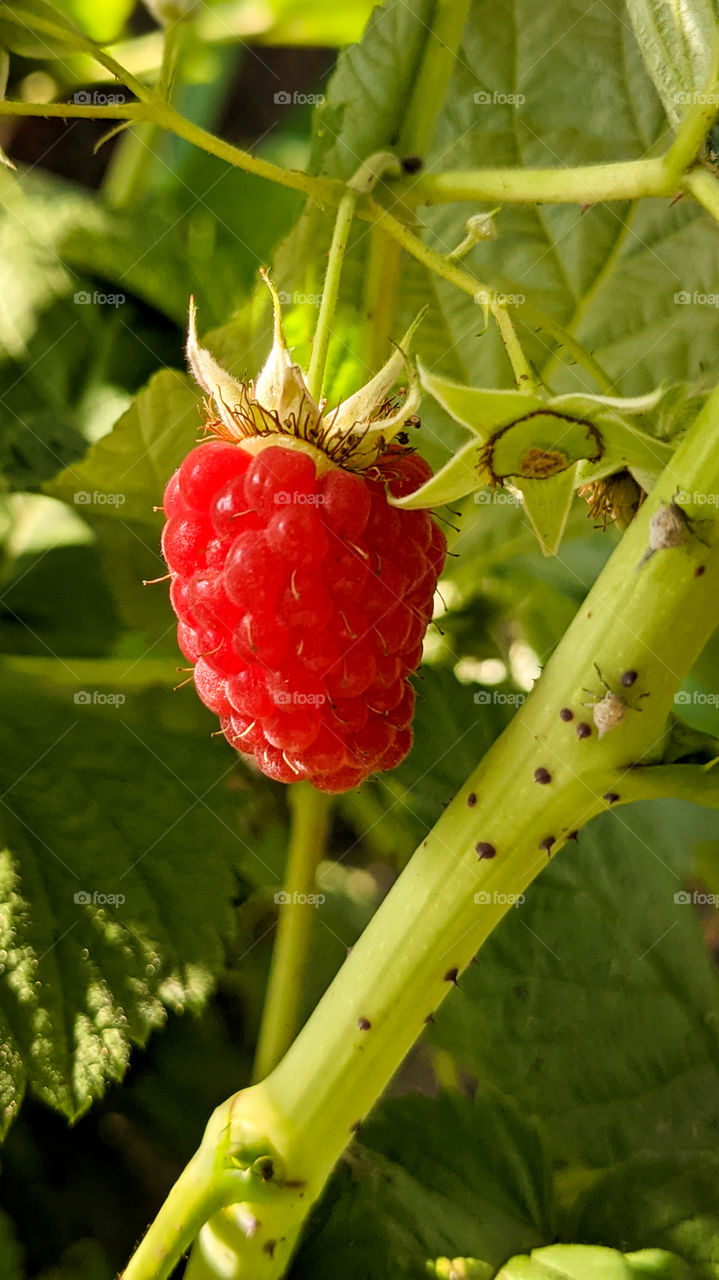 Fresh raspberries growing