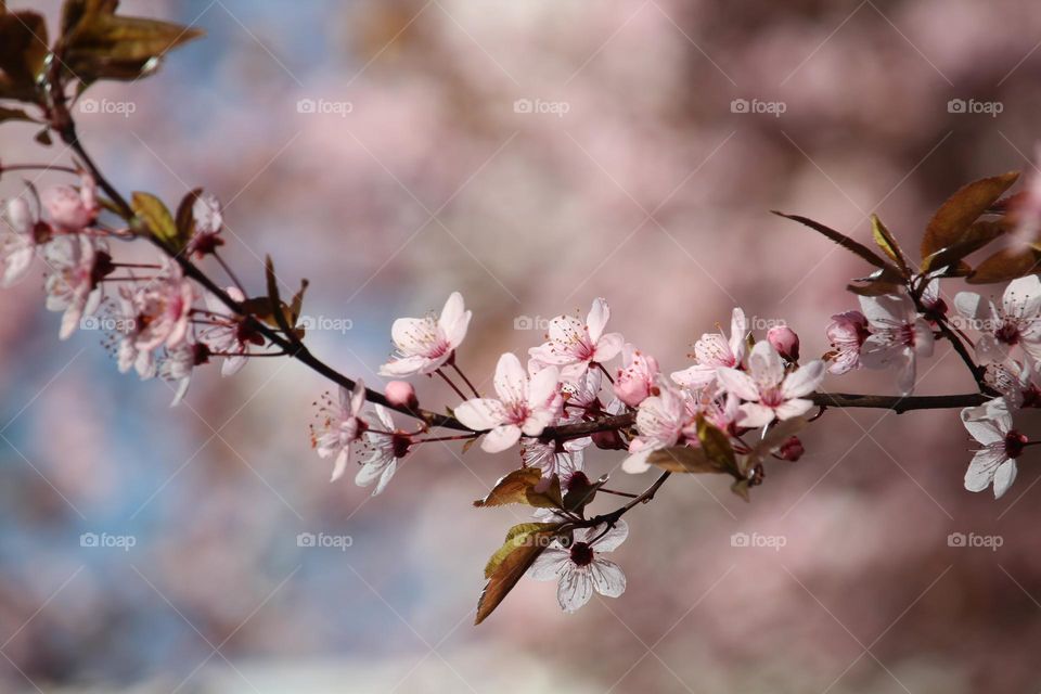 Pink flowers