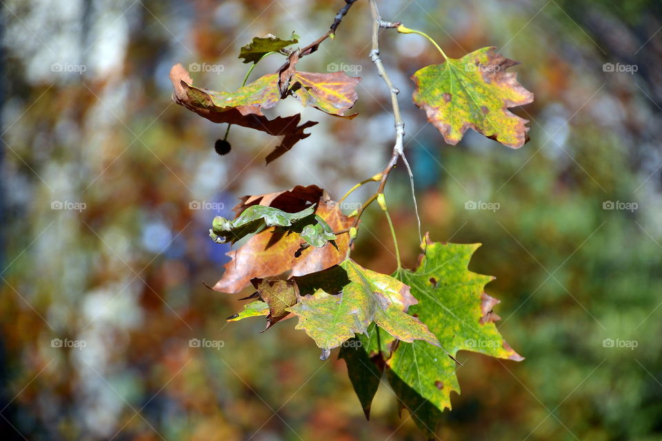 Close-up of autumn leaf