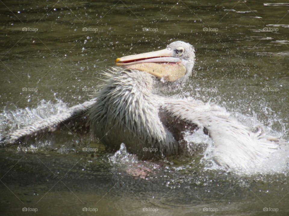 Pelican bath