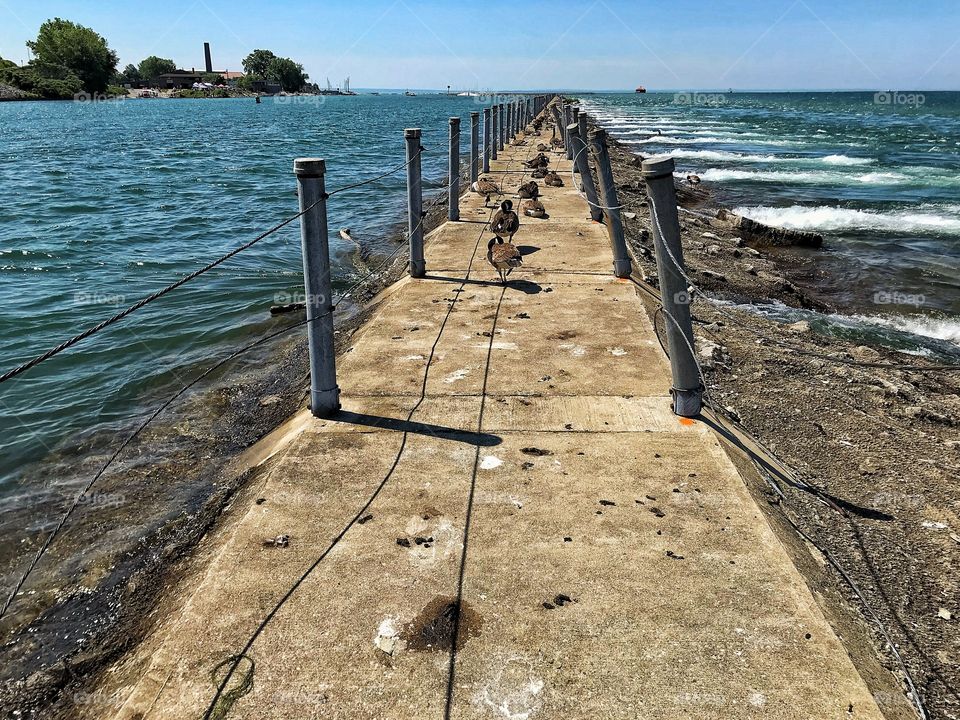 Bird island pier