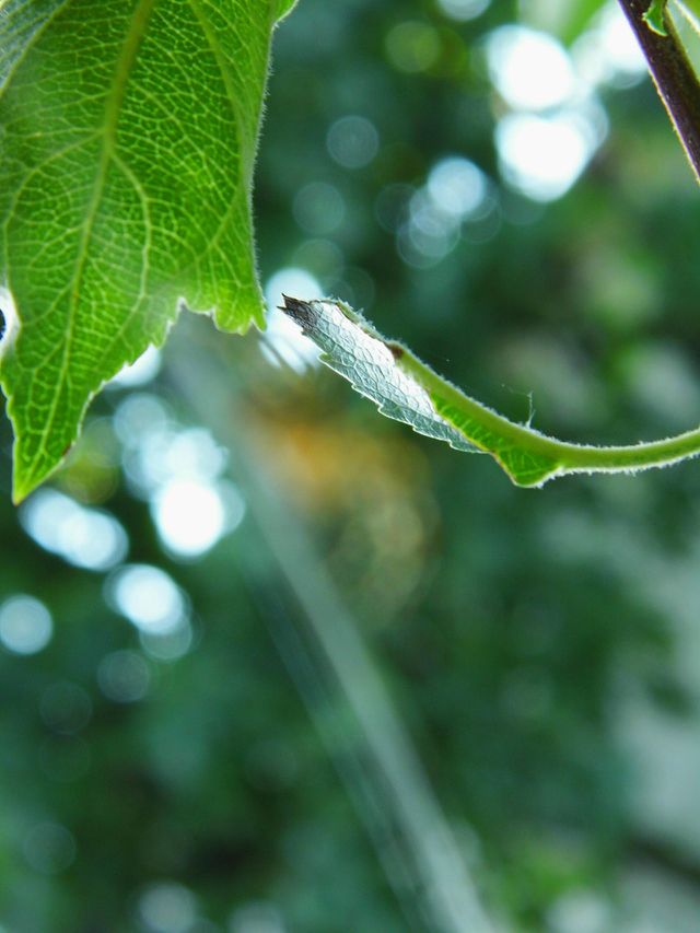 green leaves