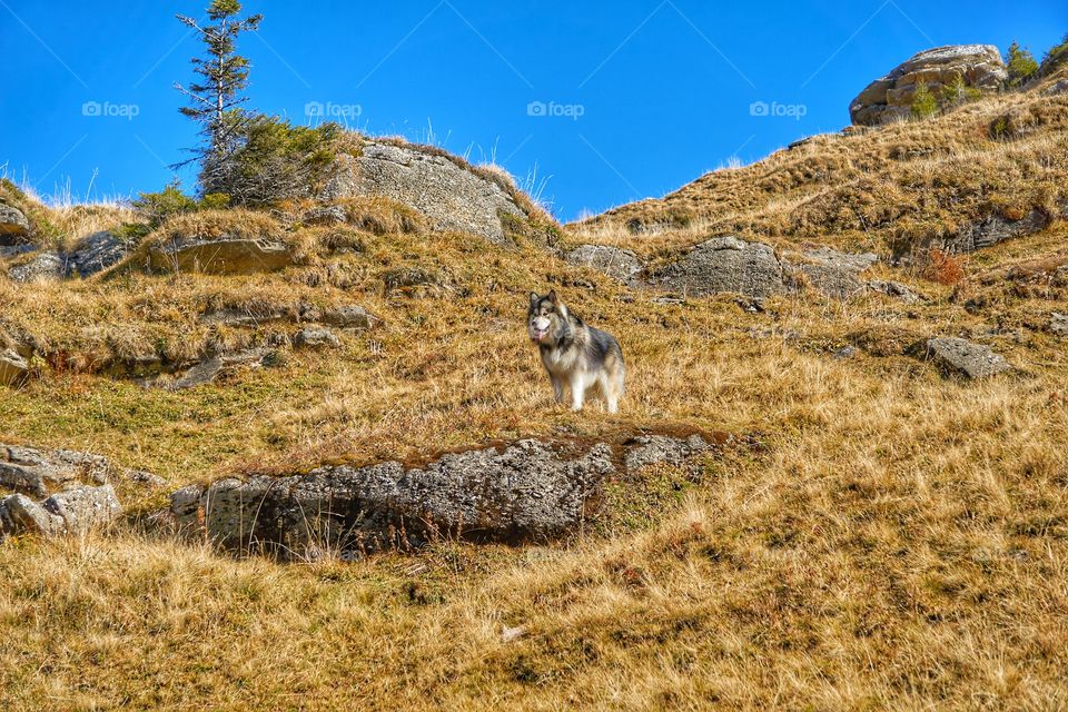Hiking in the mountains